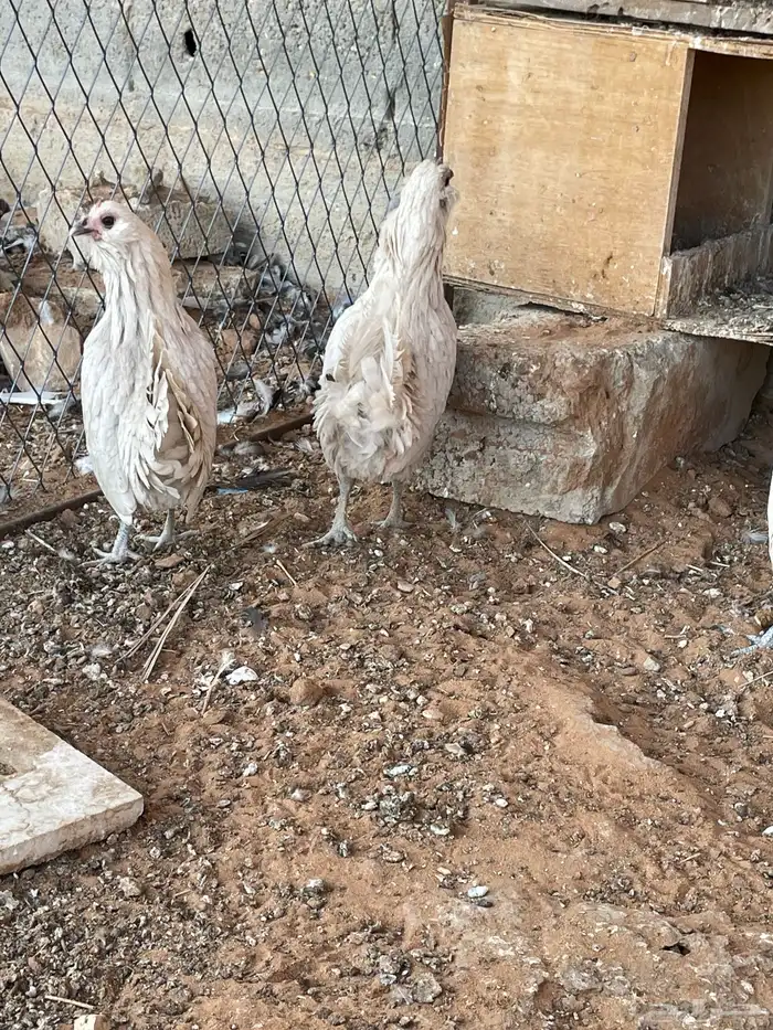 دجاج بوم لون جميل ونادر اعمار شبب 8