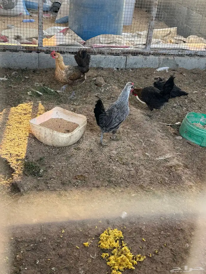 دجاج ودياكه 1