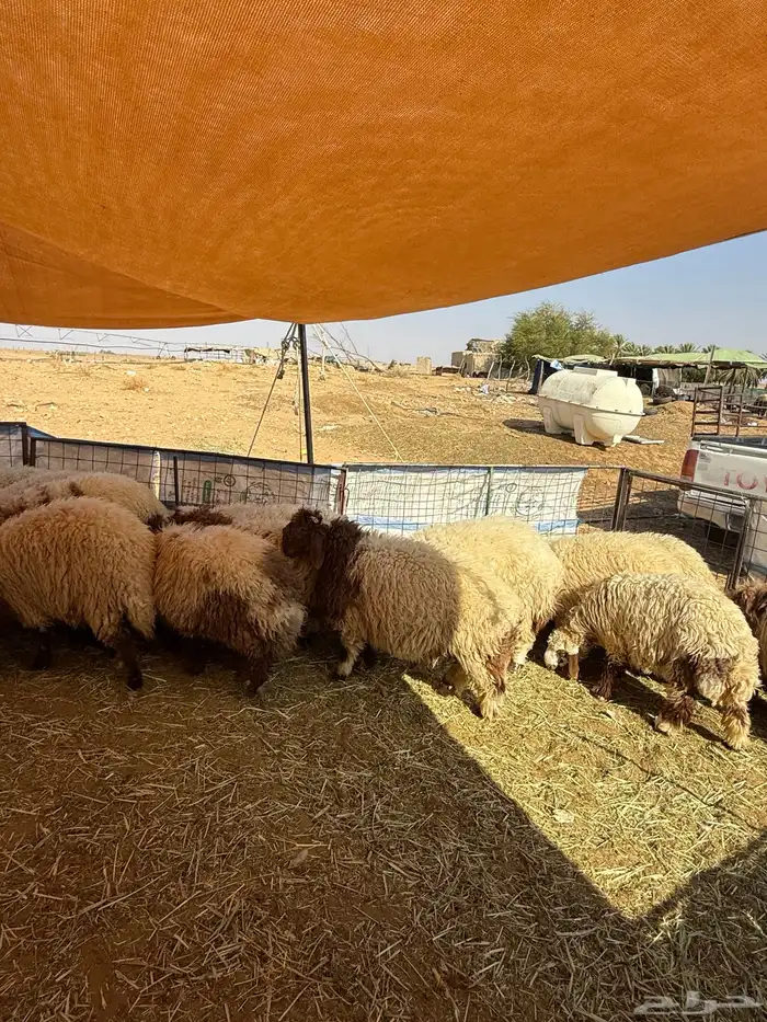 للبيع طليان خرفان ورخال نعيمي اعمارها فوق 7 شهور 4