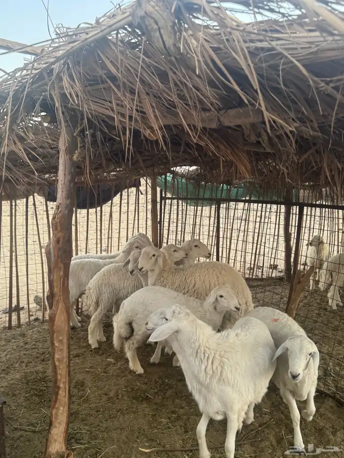 طليان حري ذبائح  من 7 شهور إلى سنة 3