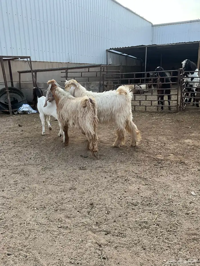 تيوس عوارض صفر 2