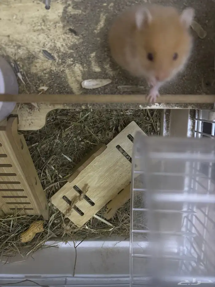 خمس هامستر 2