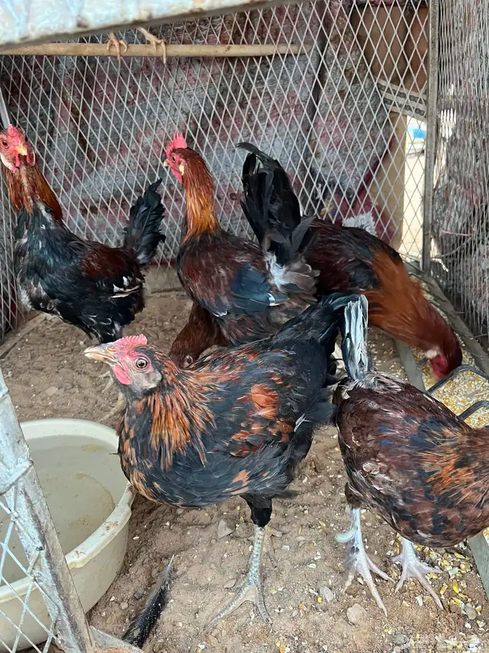 فرريج وديكه دجاج 1