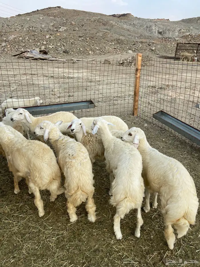 طليان ذبايح للبيع 3