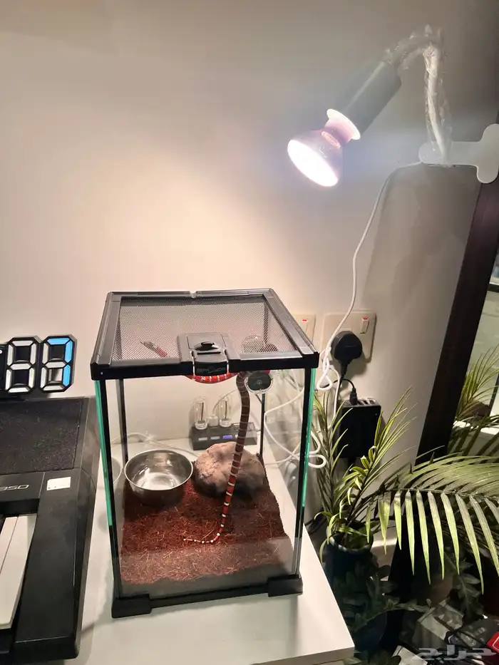 ثعبان اريزونا كينج سنيك 0