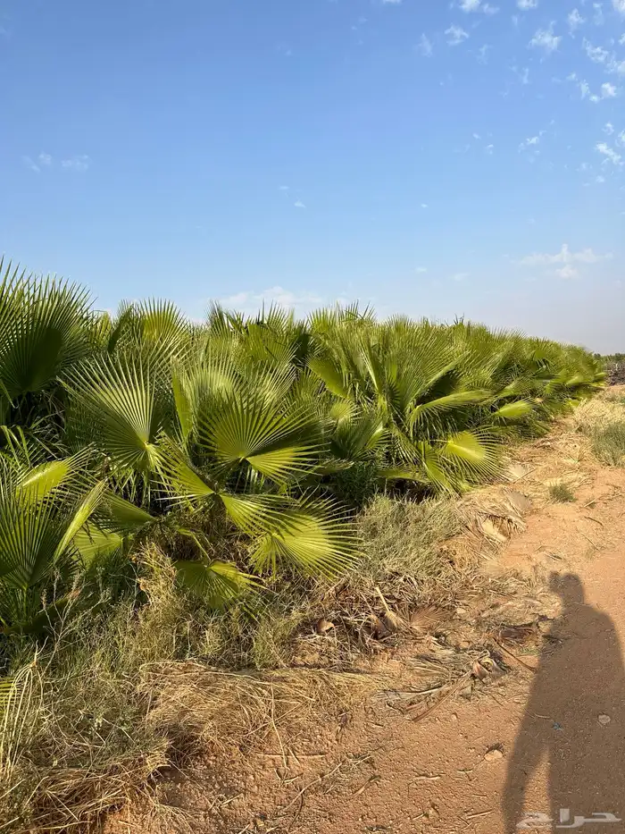 نخيل واشنطون عدد 3000 للبيع 0