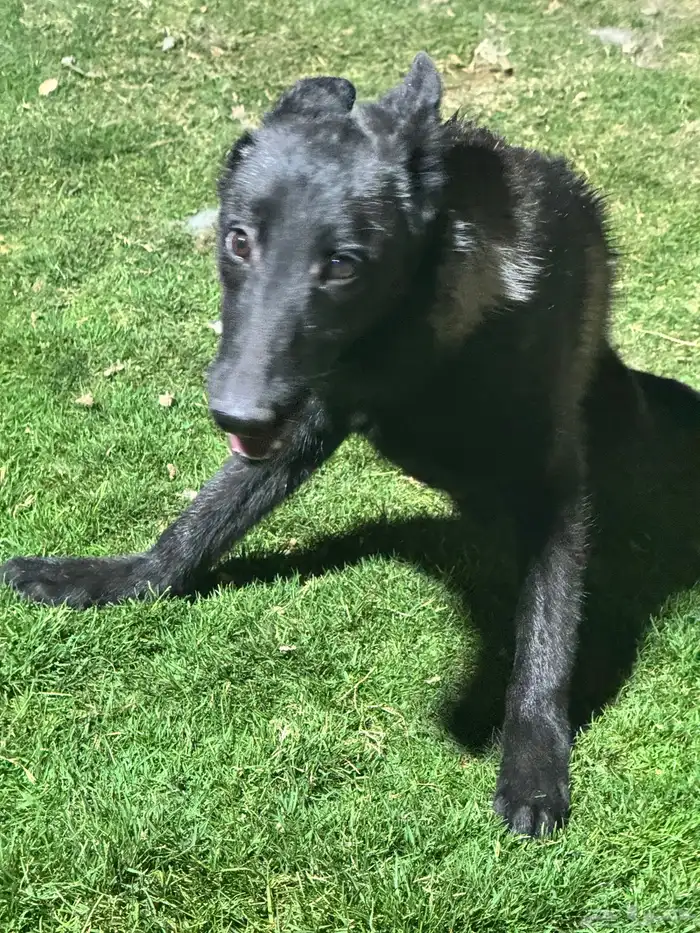 مالينو للتبني 7