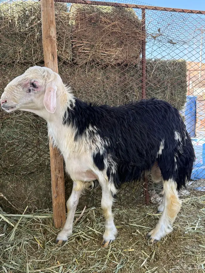 خروف نجدي جذع 0