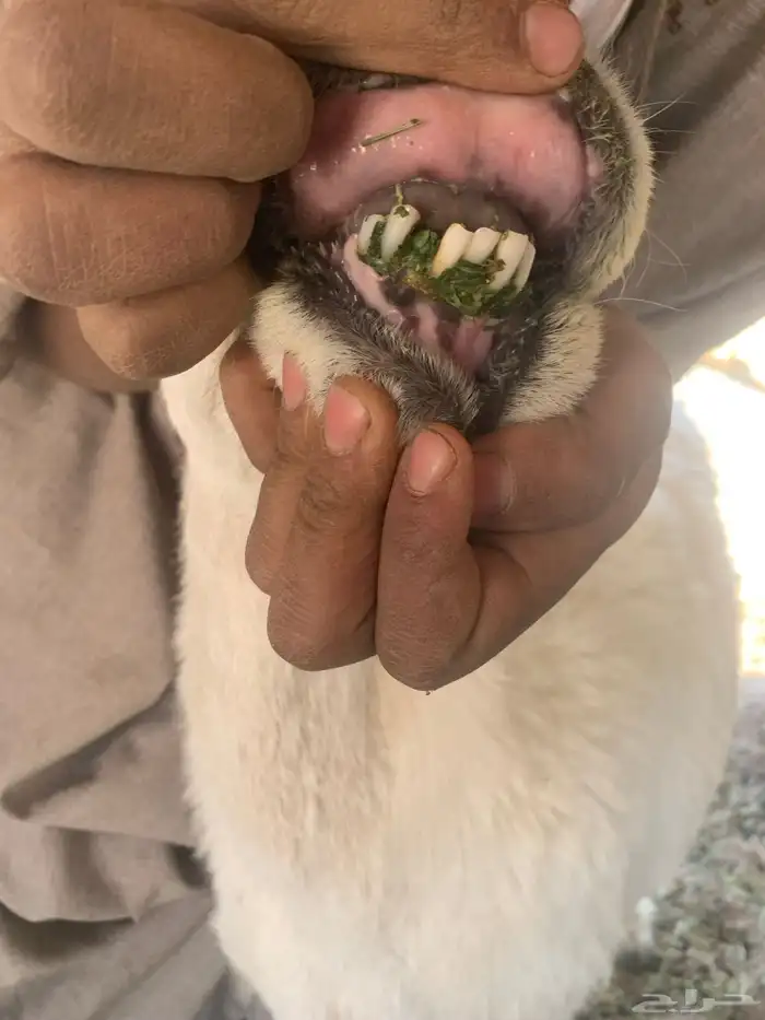 البيع غنام حريتا 7