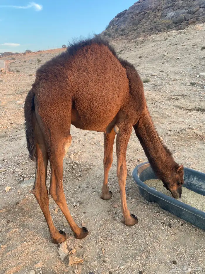 بكره حمراء دم 0