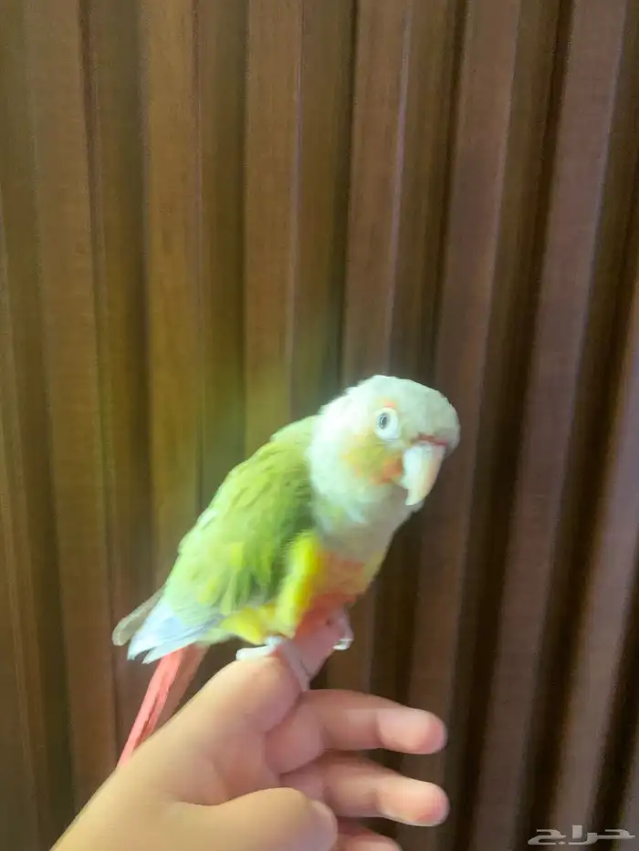 طير كنيور ما تكلم 2