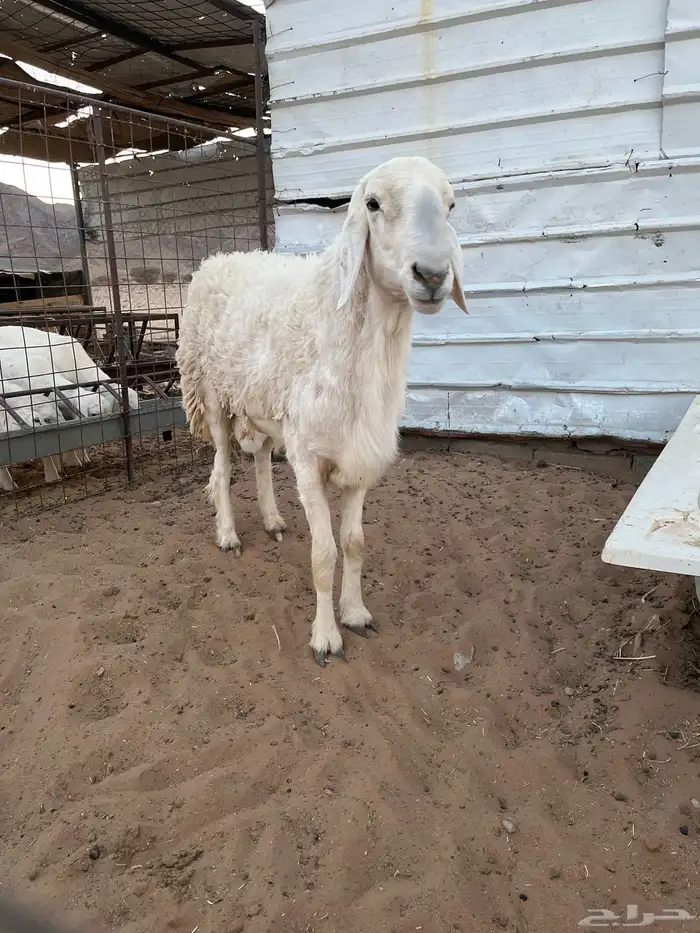 طلي حري مشروع فحل من حلال محمد الجعيد السن رباع شرط نسف 0