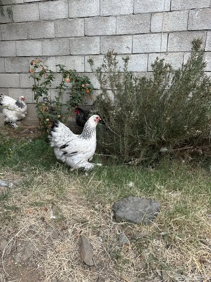 دجاج براهما مستوي توب 5