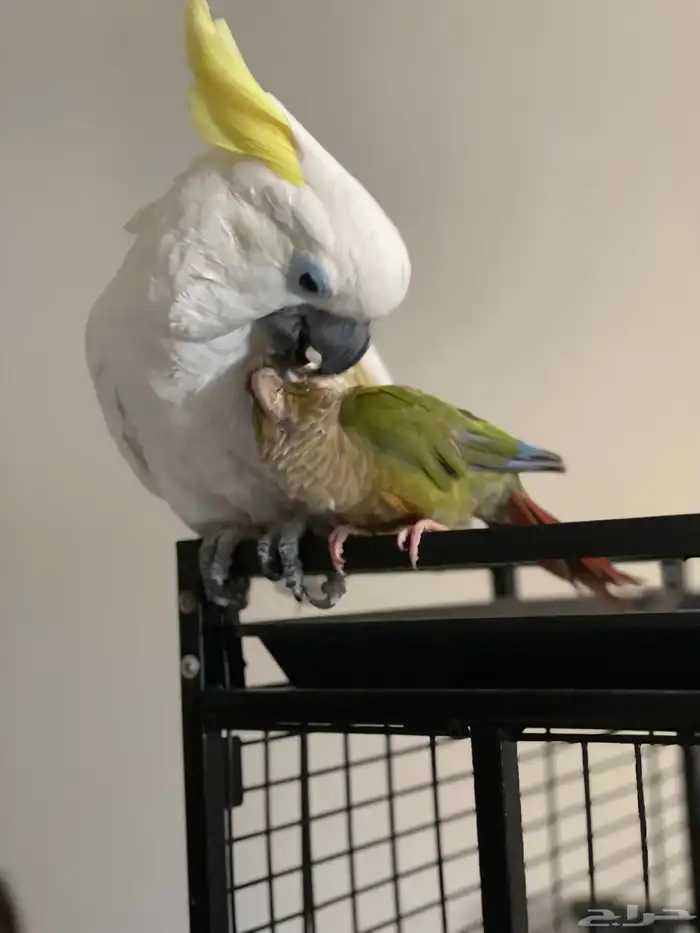 كوكاتو سلفر كرستد حجم جامبو 4