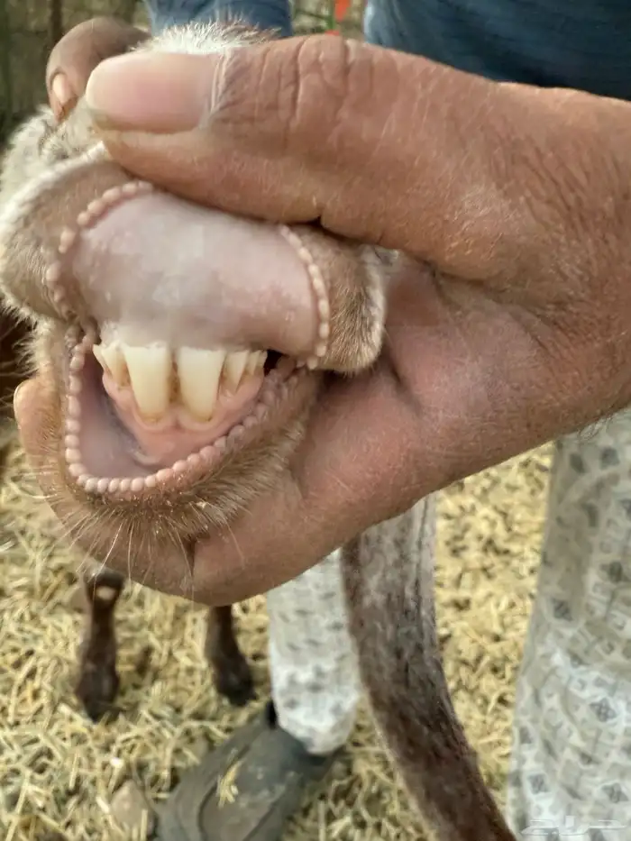 7 معزا للبيع 8