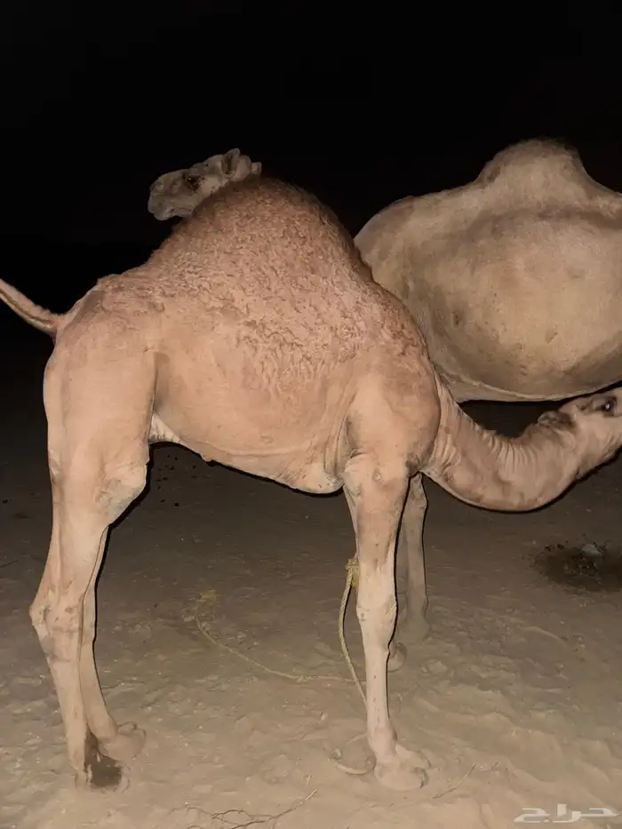 قعود لباني العمر 10 شهور 0