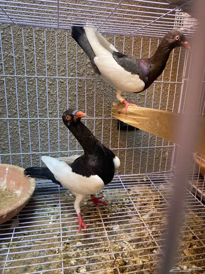 زوج دنش مسوبع 1