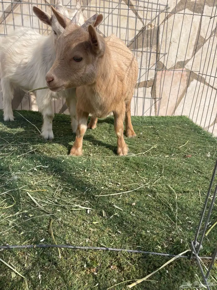 ماعز قزم اصل ودم صافي وبيور 8