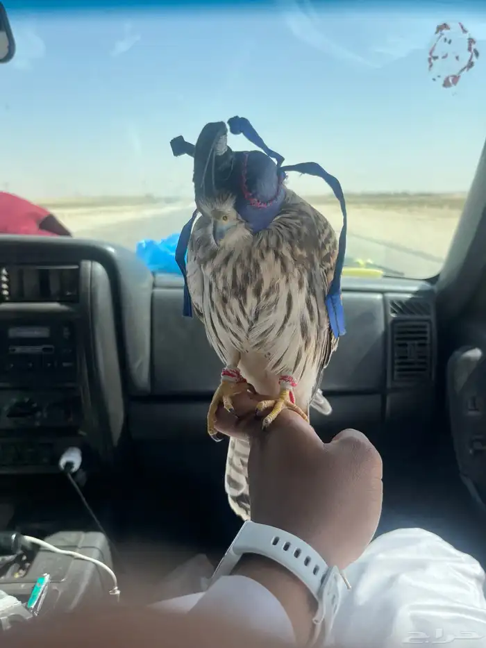 شبوط للبيع 2