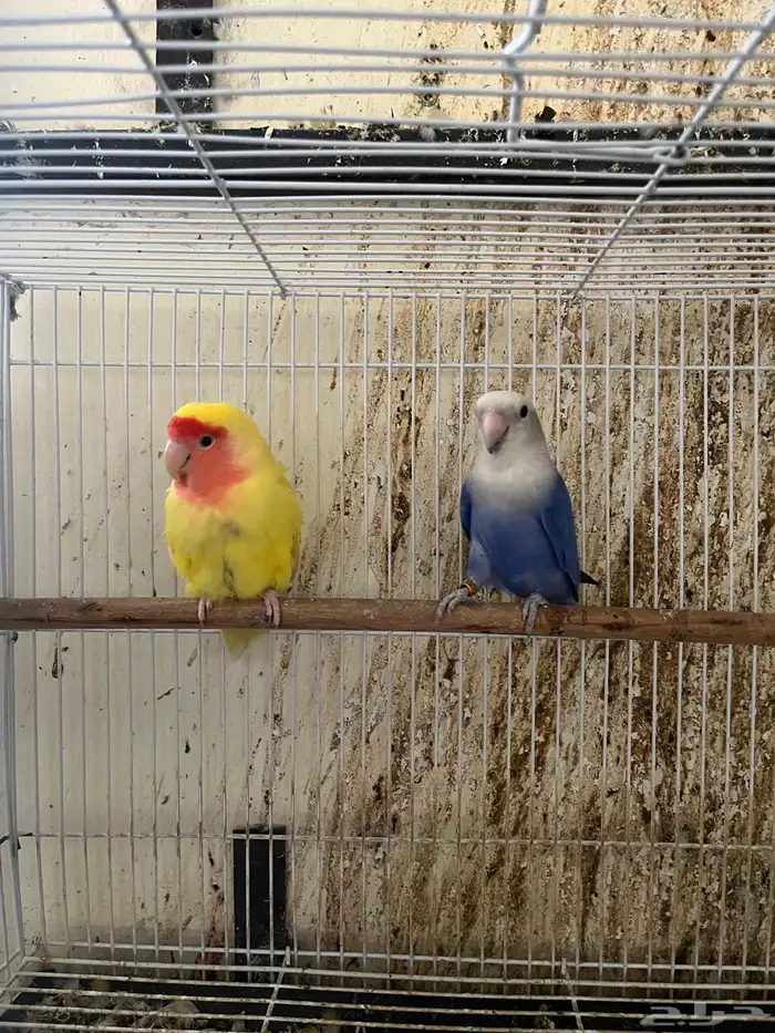 جوز روز صحة ونظافة على الشرط 0