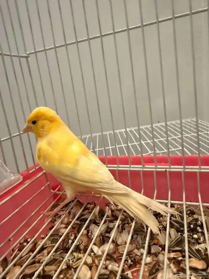 للبيع كناري شرط تغريد 6