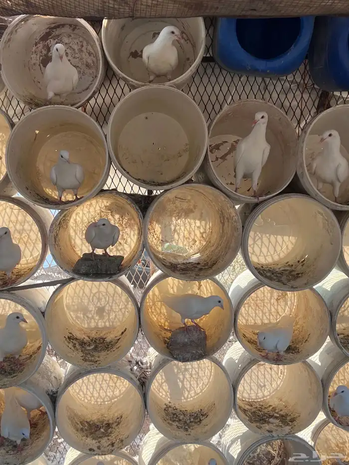 طبات حمام فرنسي 3