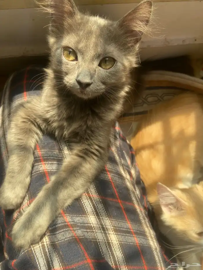 قطط لتبني عمرهم سته او سبعه شهور انثى وذكر مافيهم امراض 3