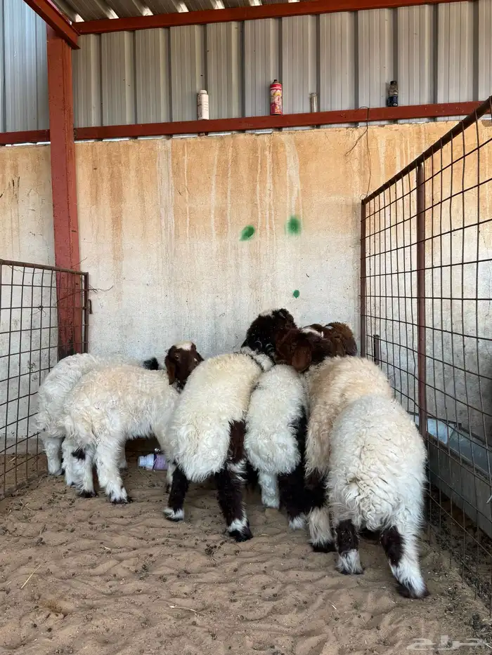 هرفي نعيمي من عمر شهرين ونص الى 3 شهور 0