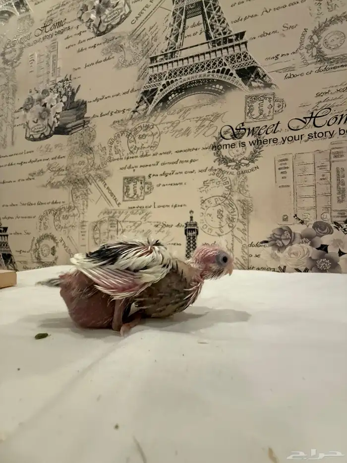 فروخ كوكتيل (كروان) للبيع 1