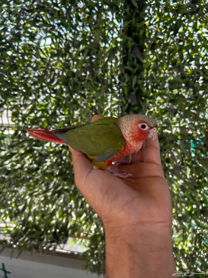 فرخ كنيور اليف و هدد و بدايه انفطام 2