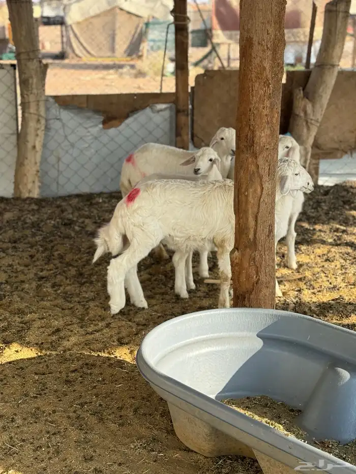 للبيع بهم حري خرفان 0