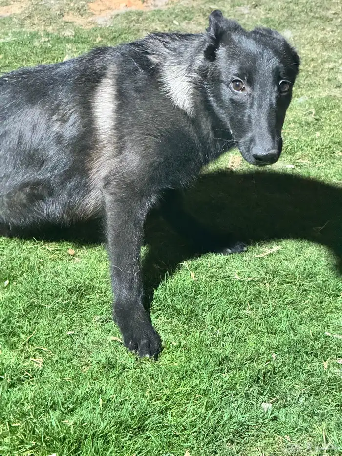 مالينو للتبني 6