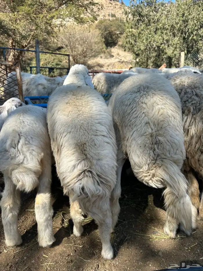 طليان للبيع ذابيح ومرعى 18