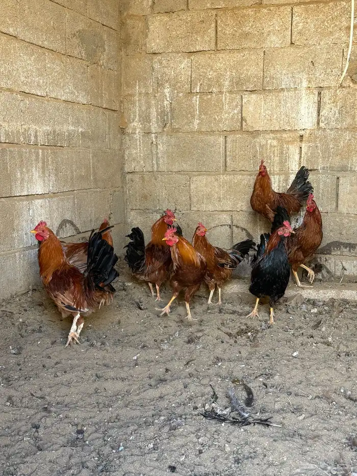 اديكه للبيع 4