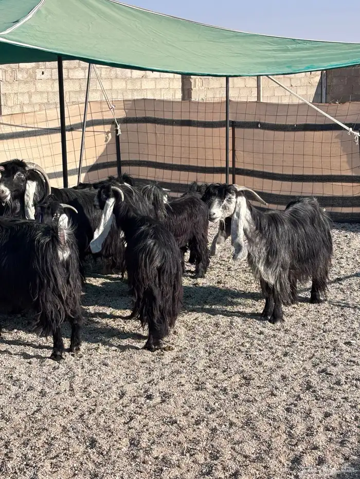 عوارض دفيع بالدوادمي 2