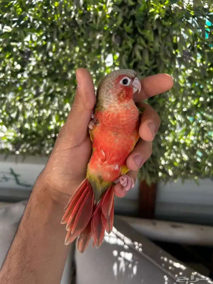 فرخ كنيور اليف و هدد و بدايه انفطام 1