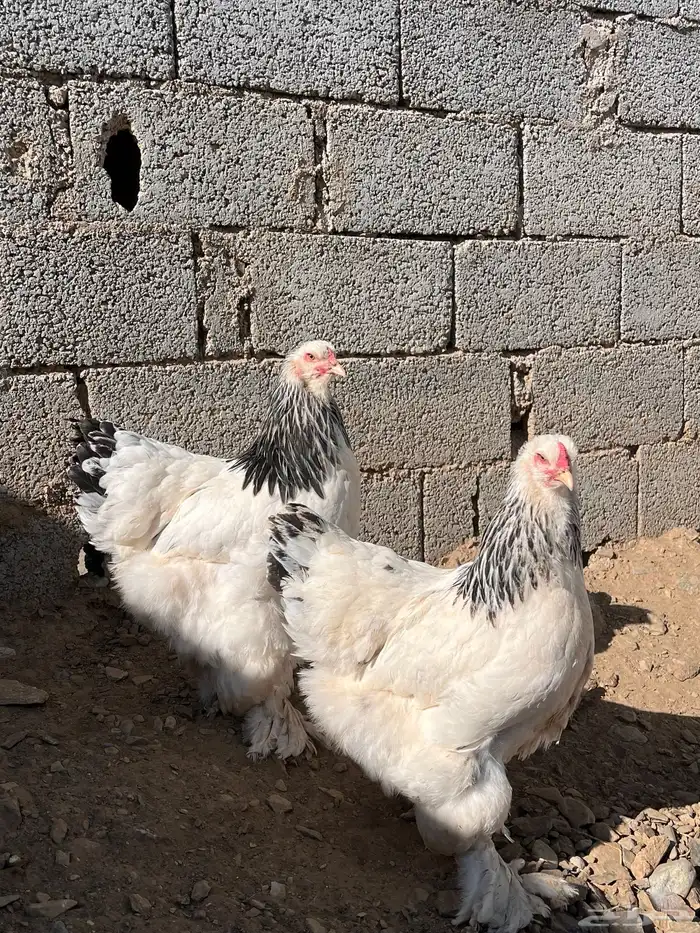 دجاج براهما كلومبي 7