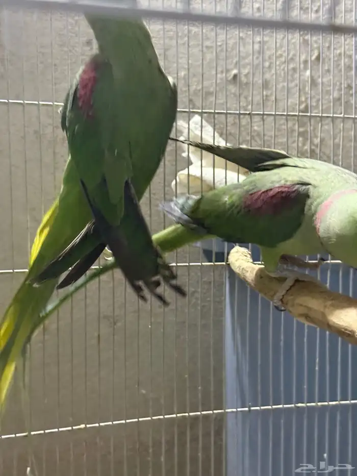 جوز نيبالي سوبر جامبو ( أليف ومتكلم ) 2