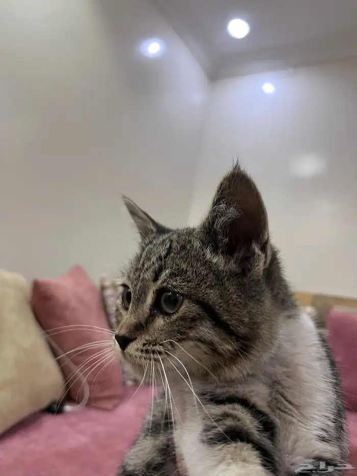 قط صغير للبيع 0