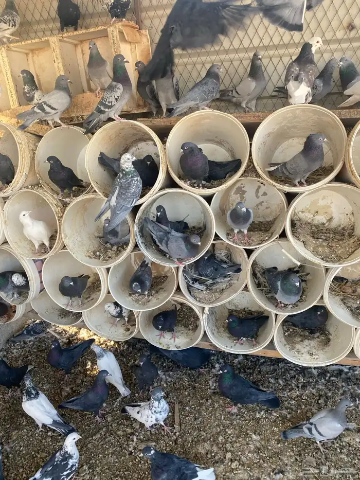 قطايف سود صكه وحده نتاج بعض 5