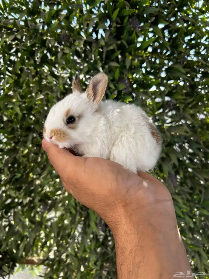 ارانب قزم كيوت و لطيفة و احجم صغيره 4