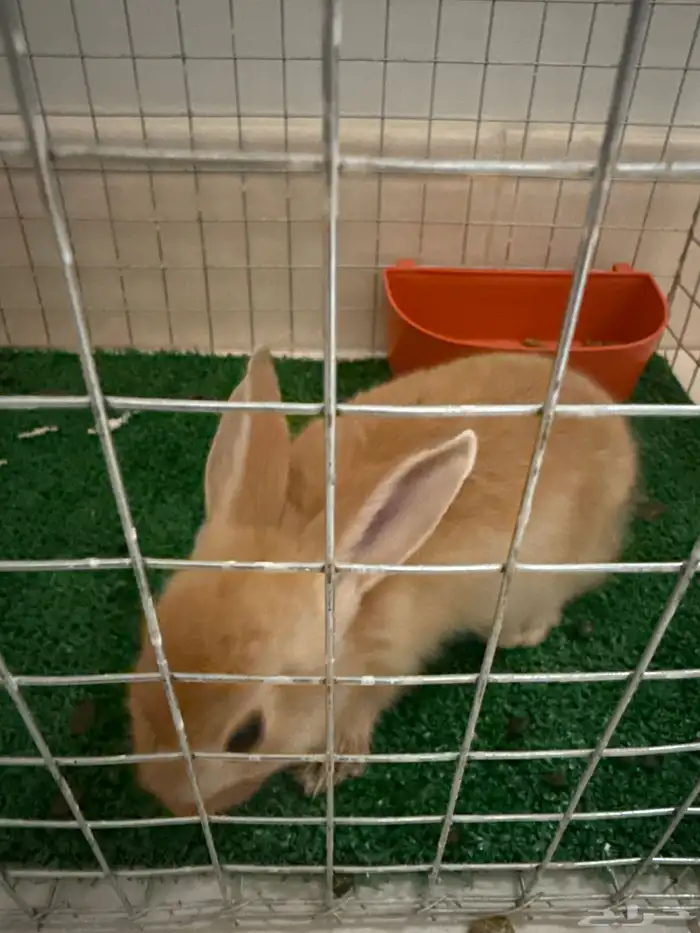 ارنب للبيع 2