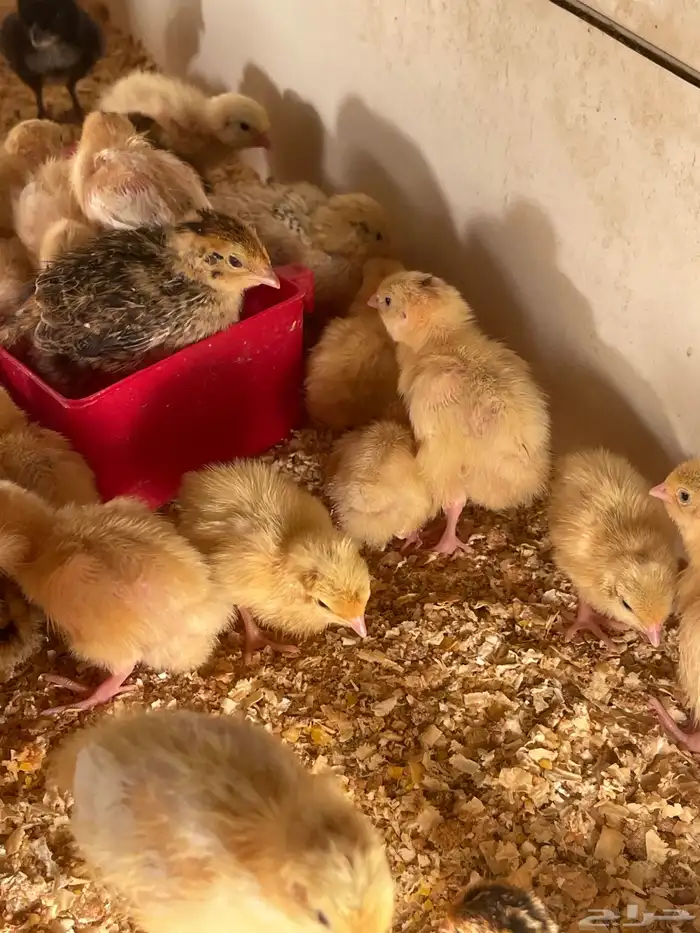 فروخ سمان تكساس 3