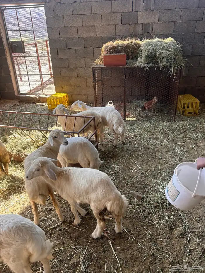 بهم للبيع العدد18 5