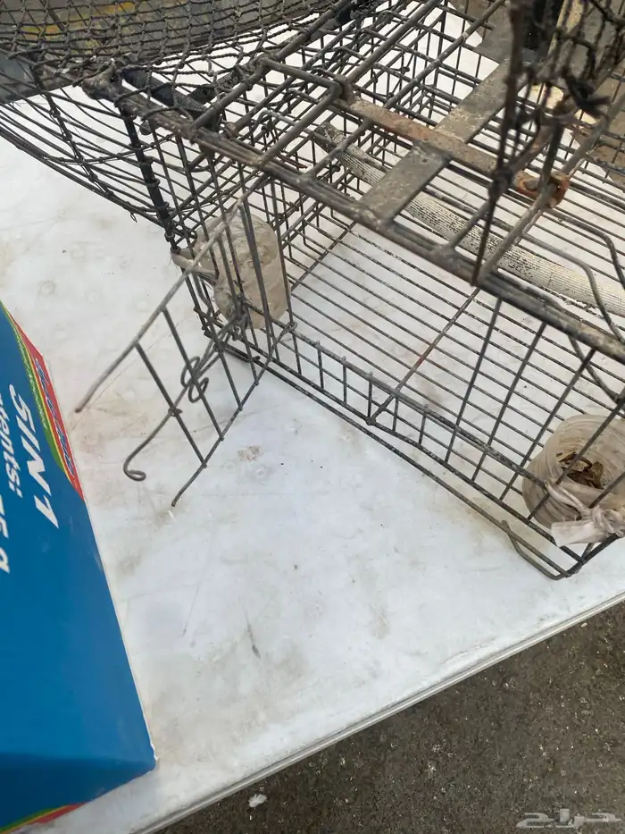 مصيده للطيور 2