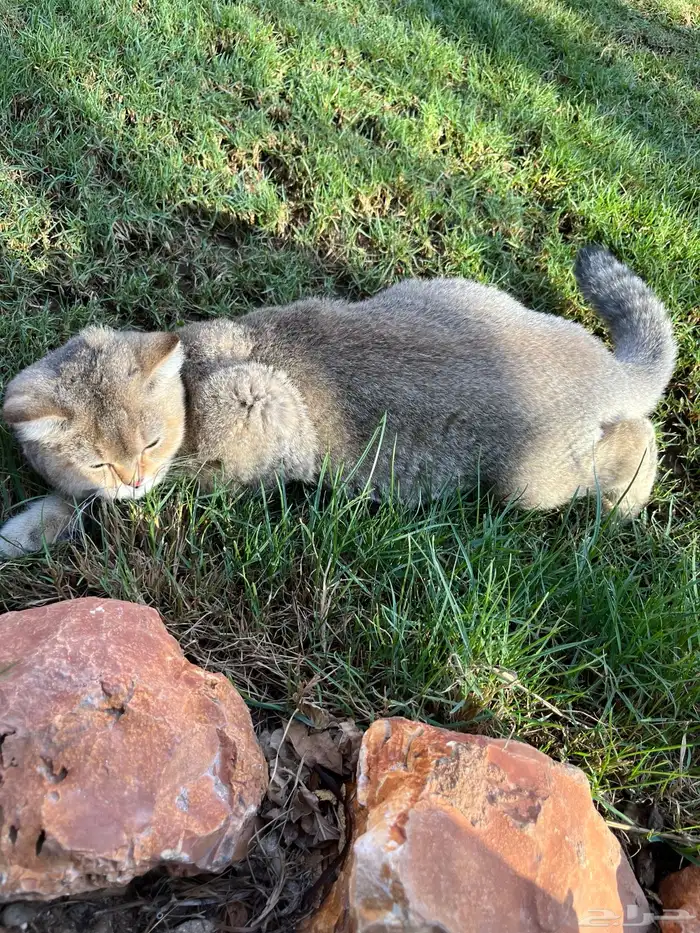 قط ذكر سكوتش ستريت 2