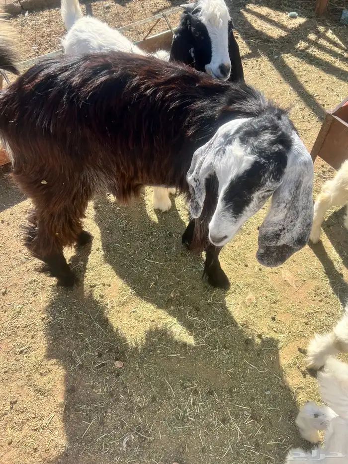 تيوس عوارض 0