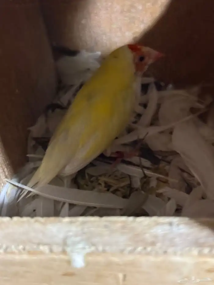 جوز قولدن فينش منتج 2