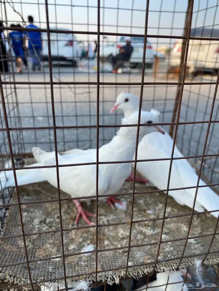 للبيع 6 حمام حبات ياكريم 4