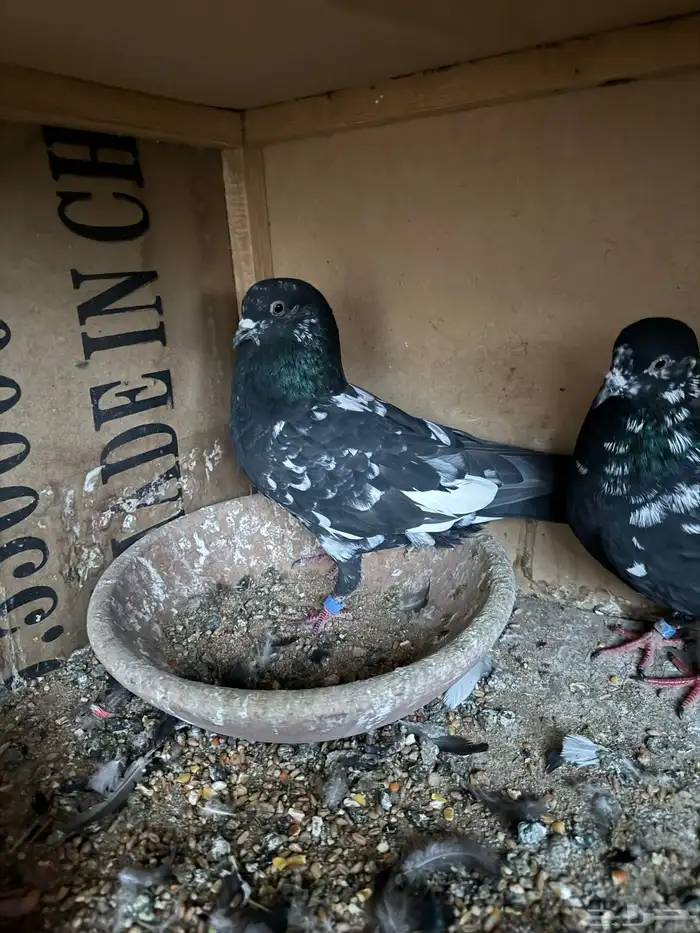 حمام باكستاني رام 1